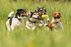 The friendliest dog breeds for families